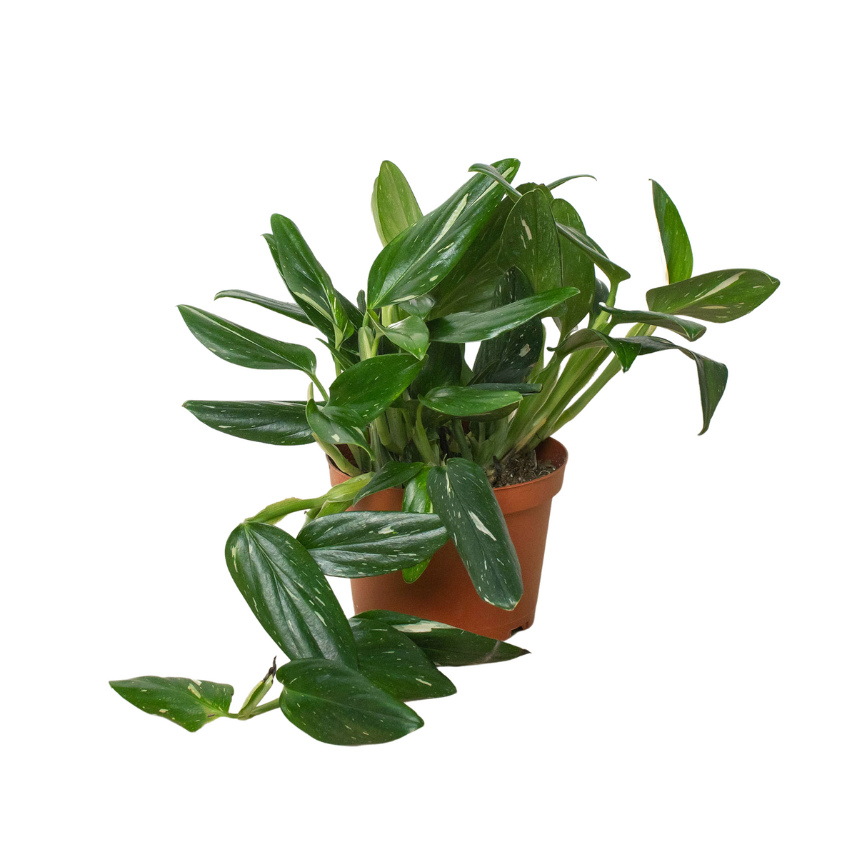 Standeleyana Albo Monstera