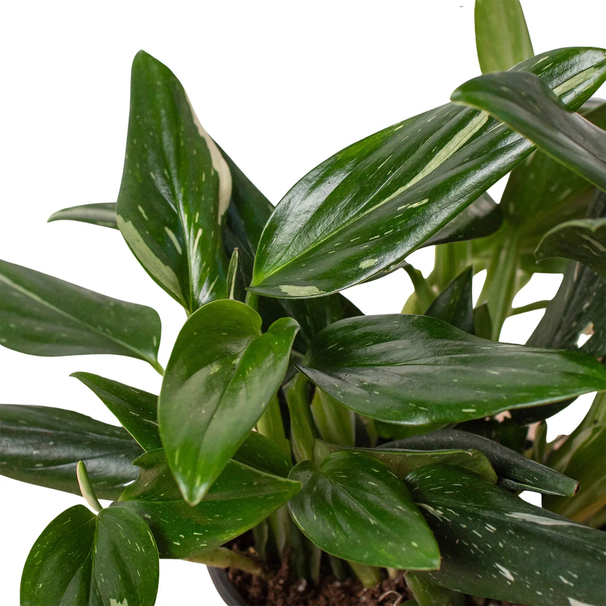 Standeleyana Albo Monstera