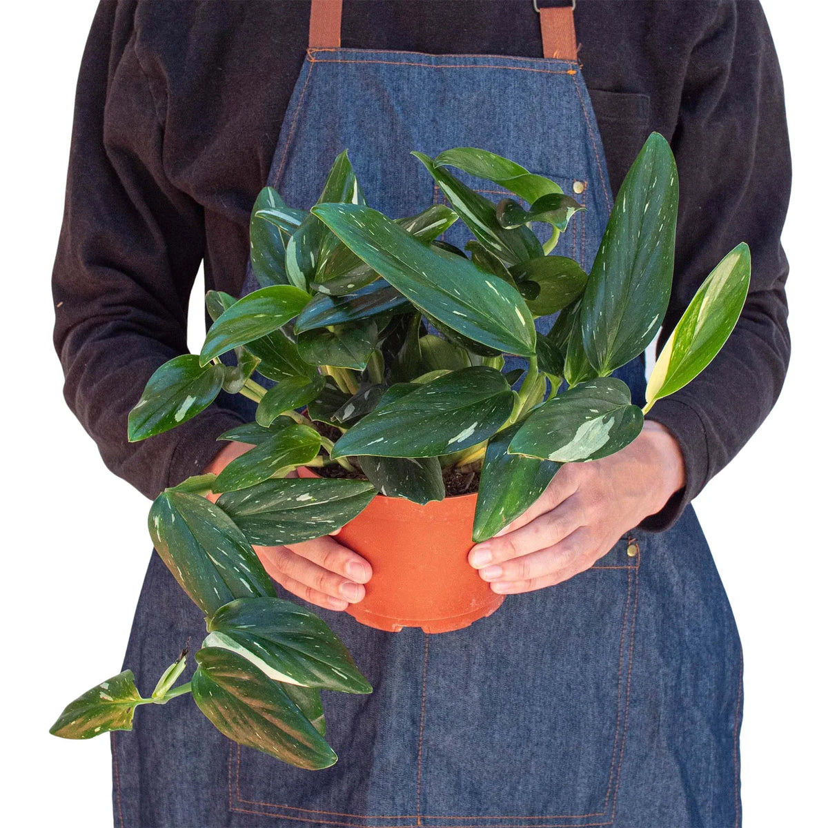 Standeleyana Albo Monstera