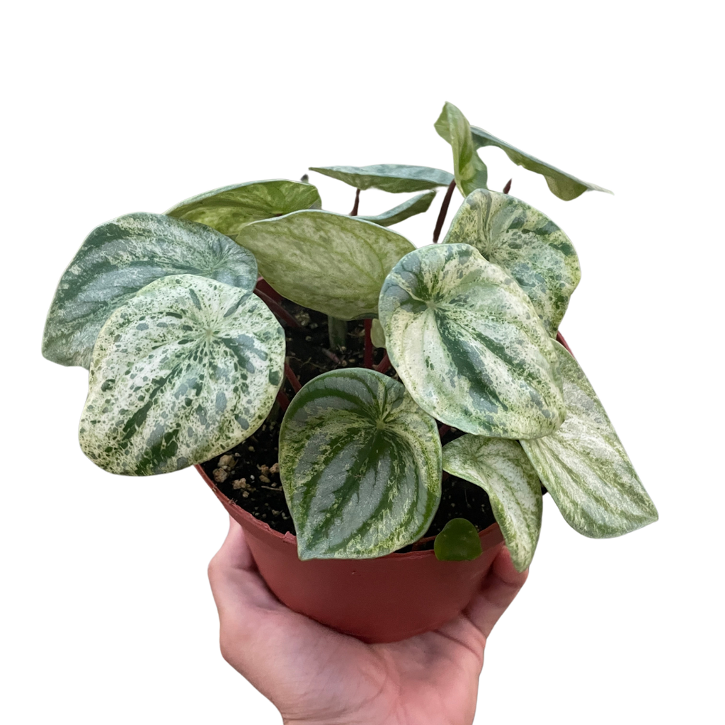 Variegated Watermelon Peperomia