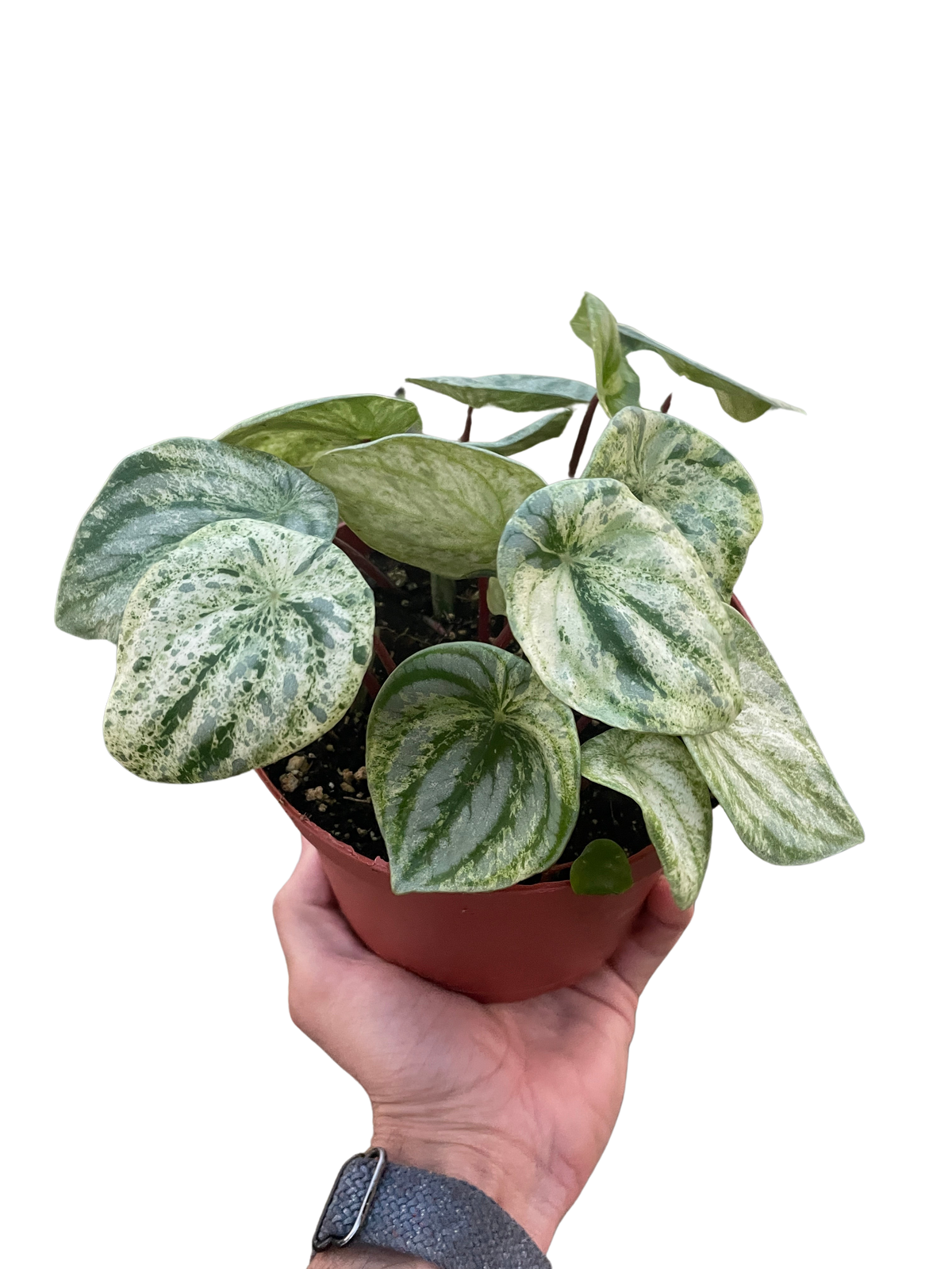 Variegated Watermelon Peperomia