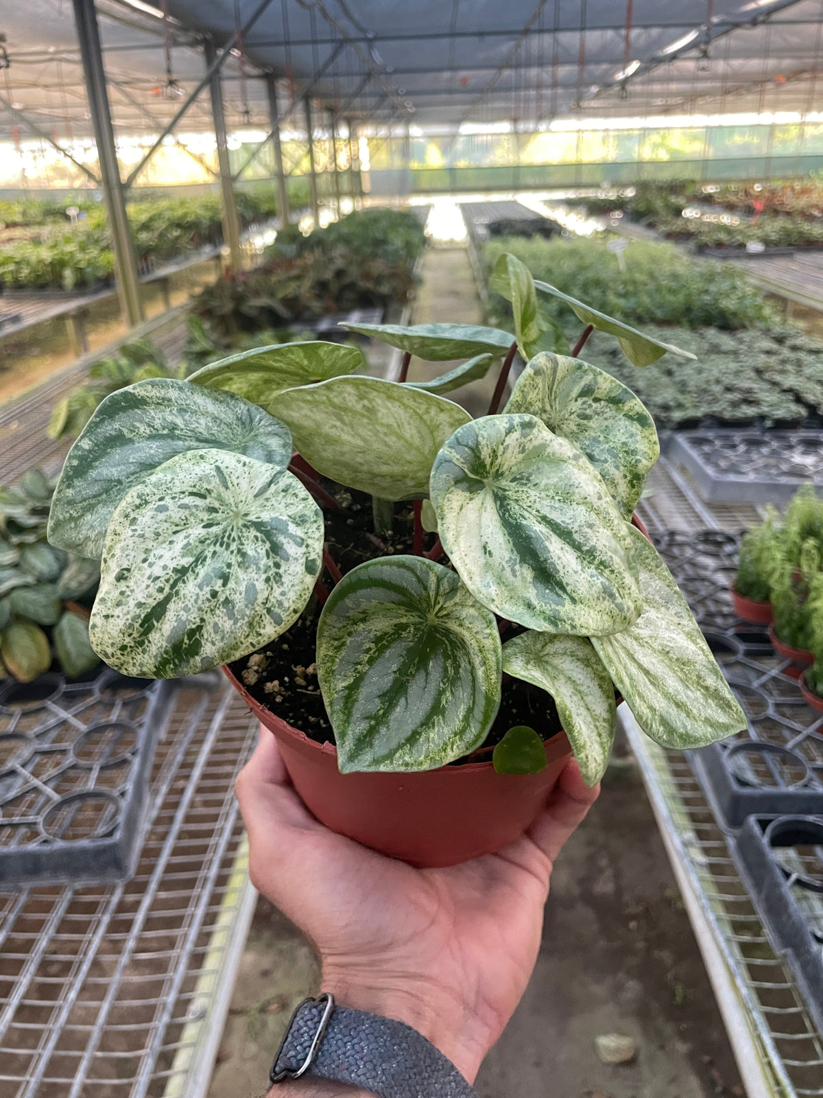 Variegated Watermelon Peperomia