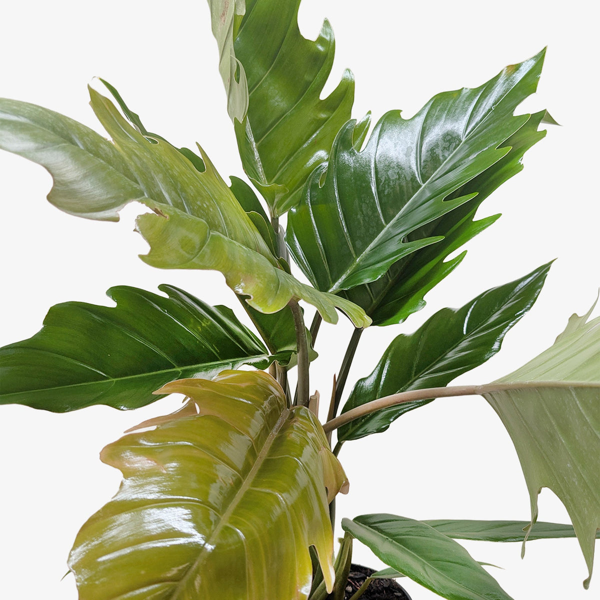 Choco Empress Philodendron