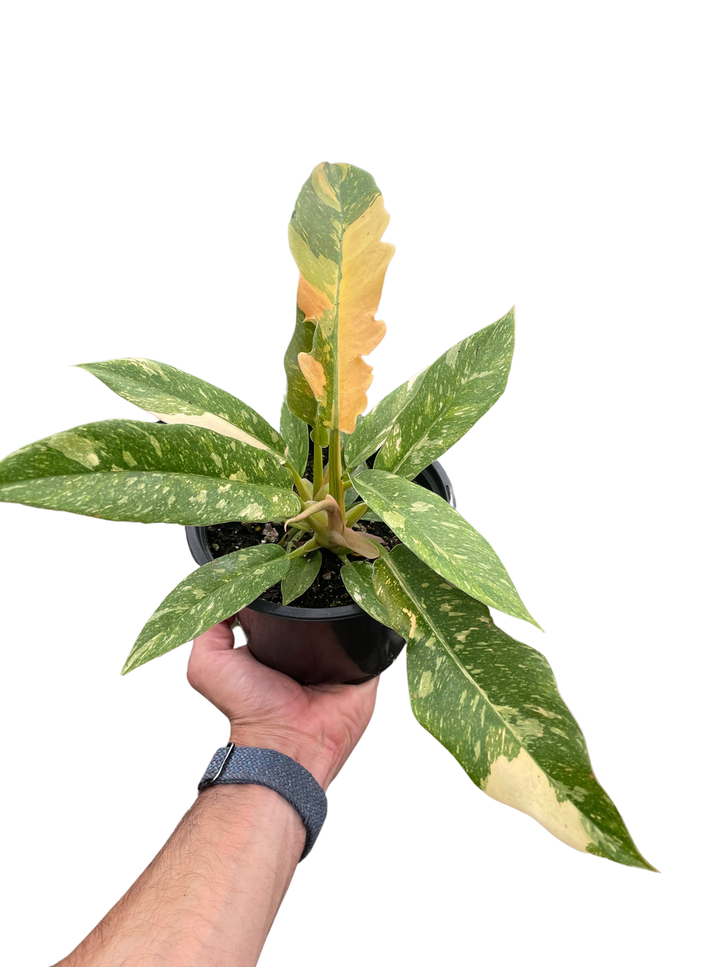 Ring of Fire Philodendron