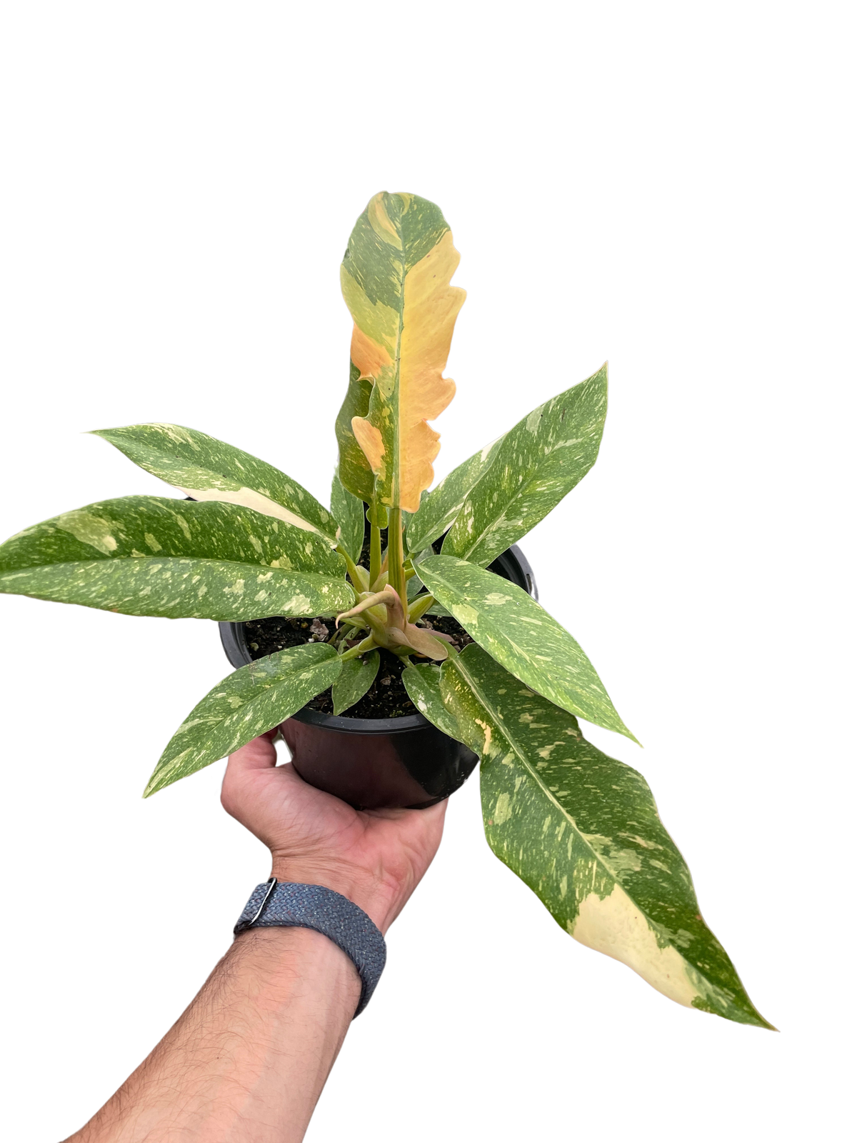 Ring of Fire Philodendron