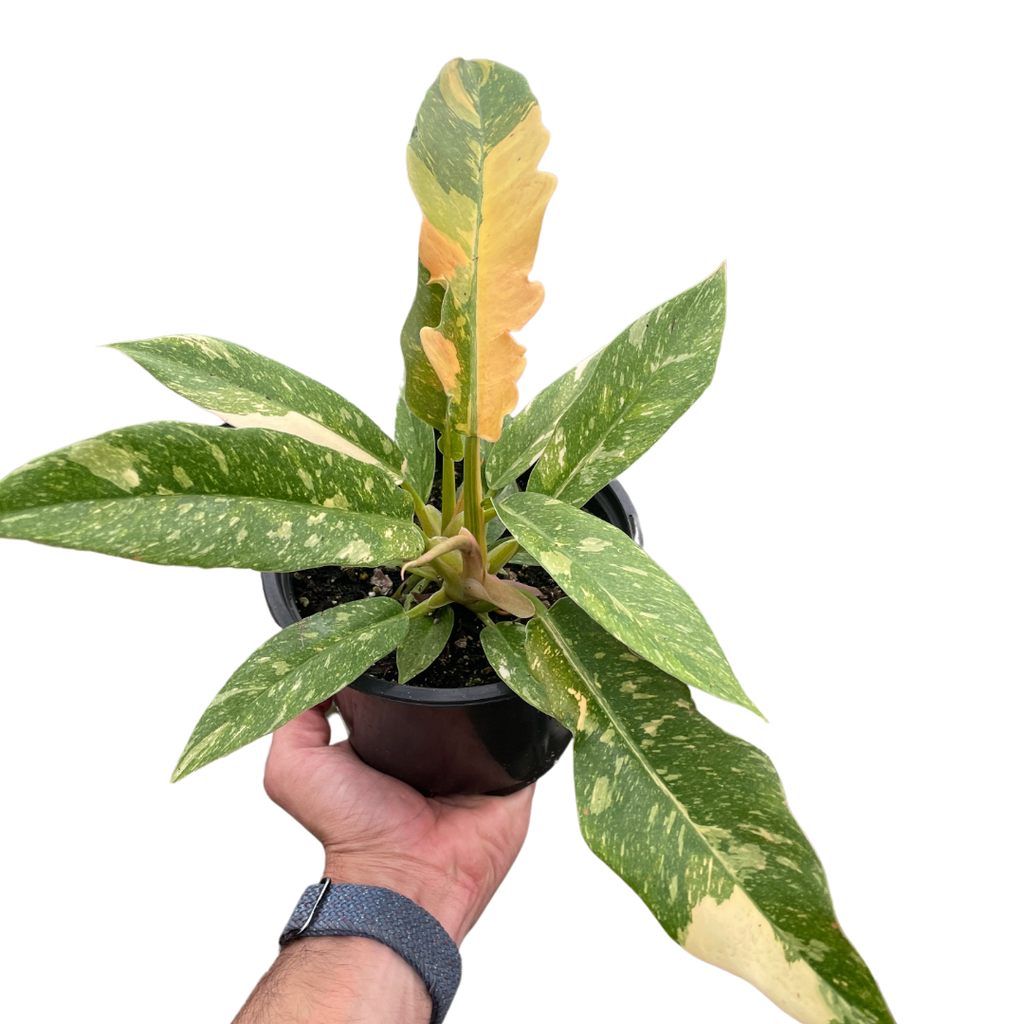 Ring of Fire Philodendron