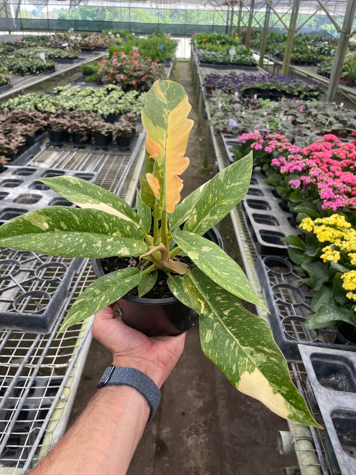 Ring of Fire Philodendron