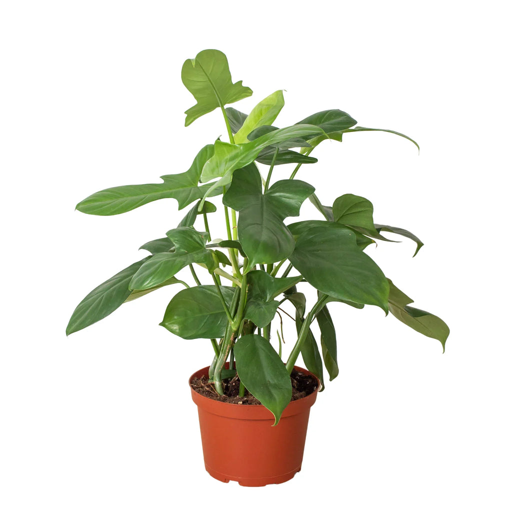 Silver Sword Philodendron