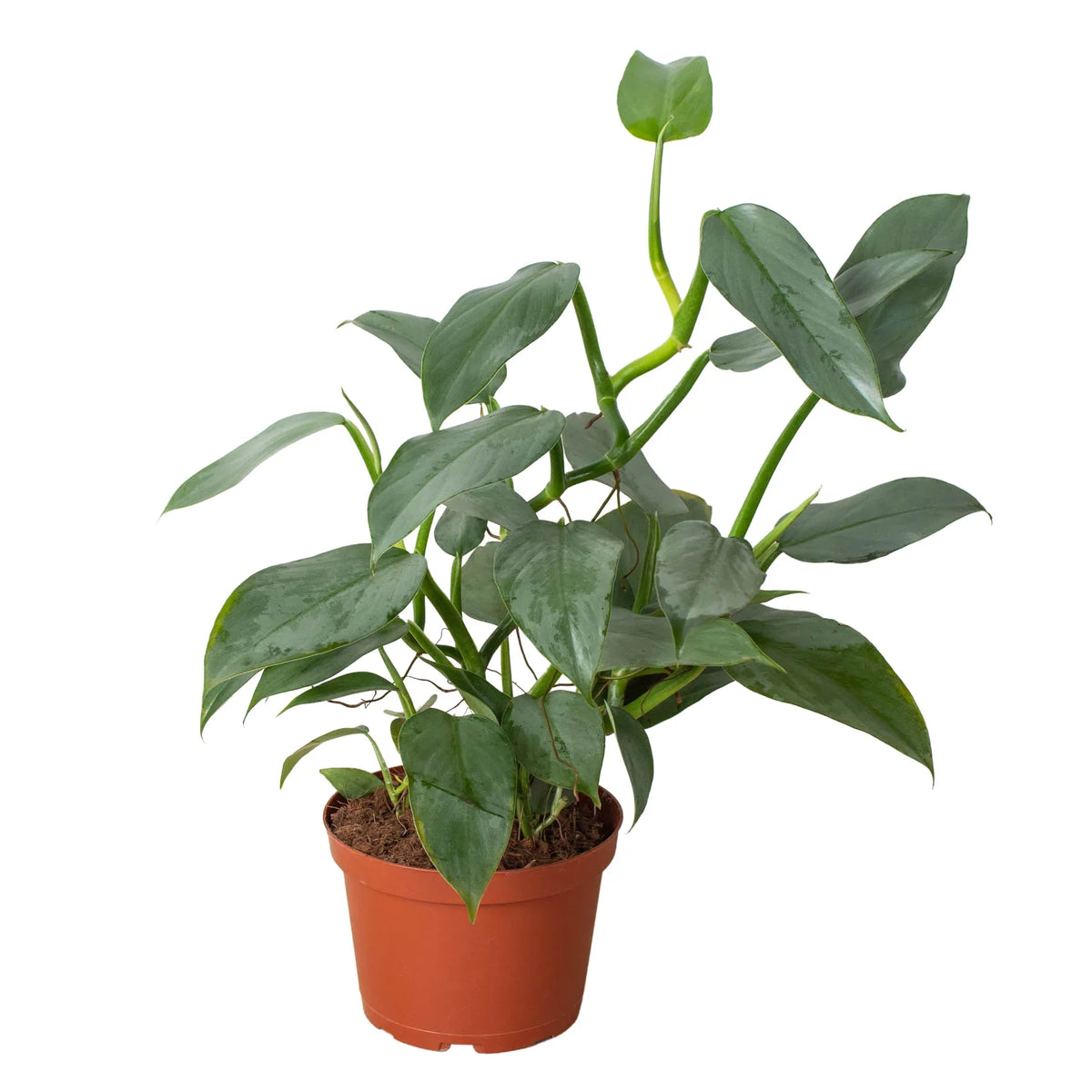 Silver Sword Philodendron