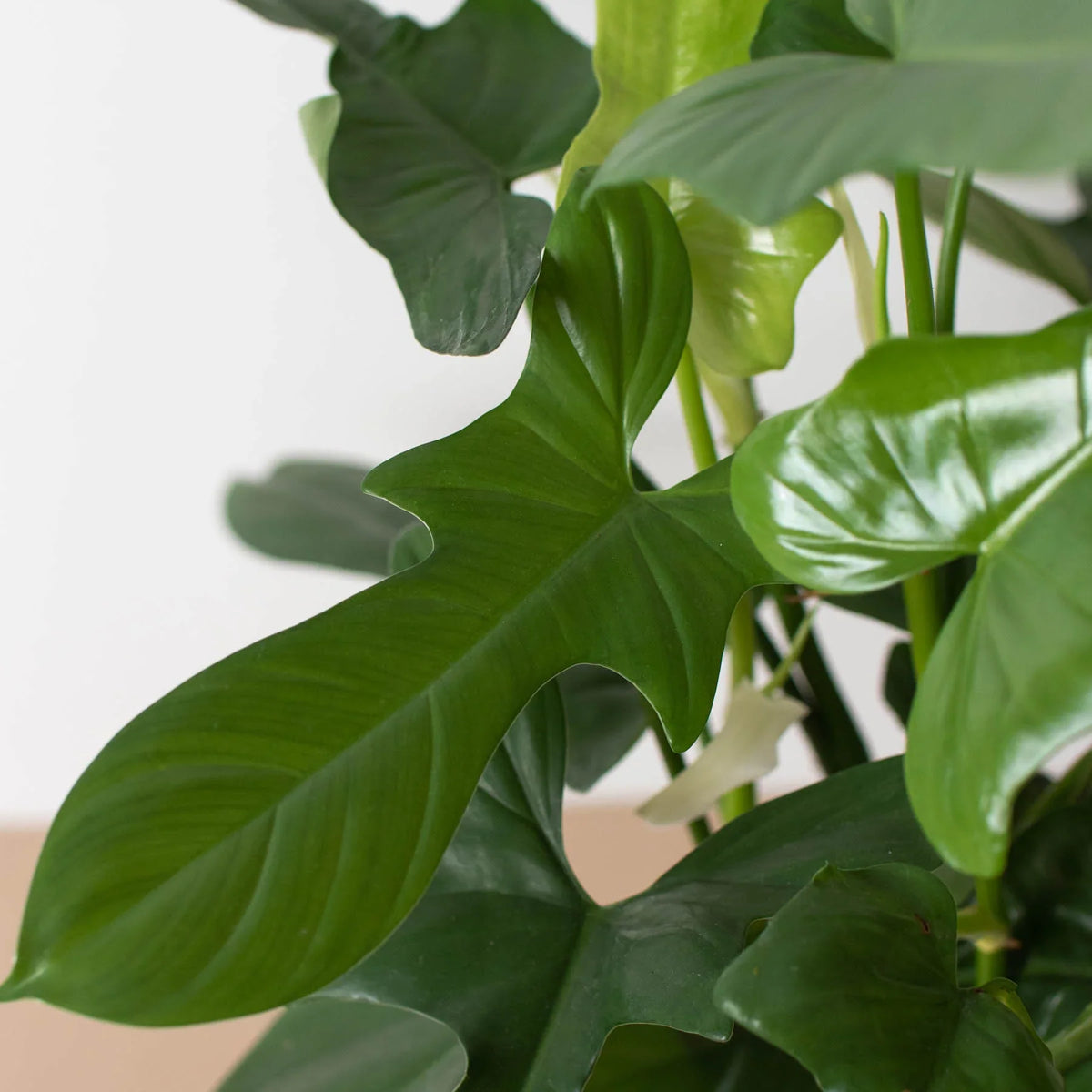 Silver Sword Philodendron
