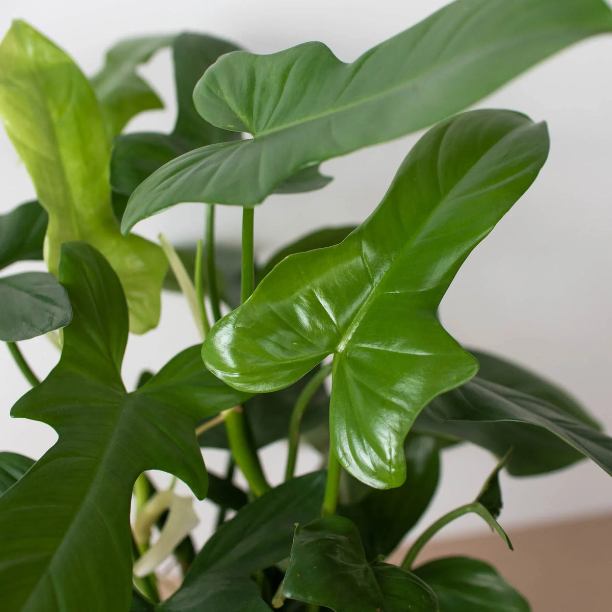 Silver Sword Philodendron
