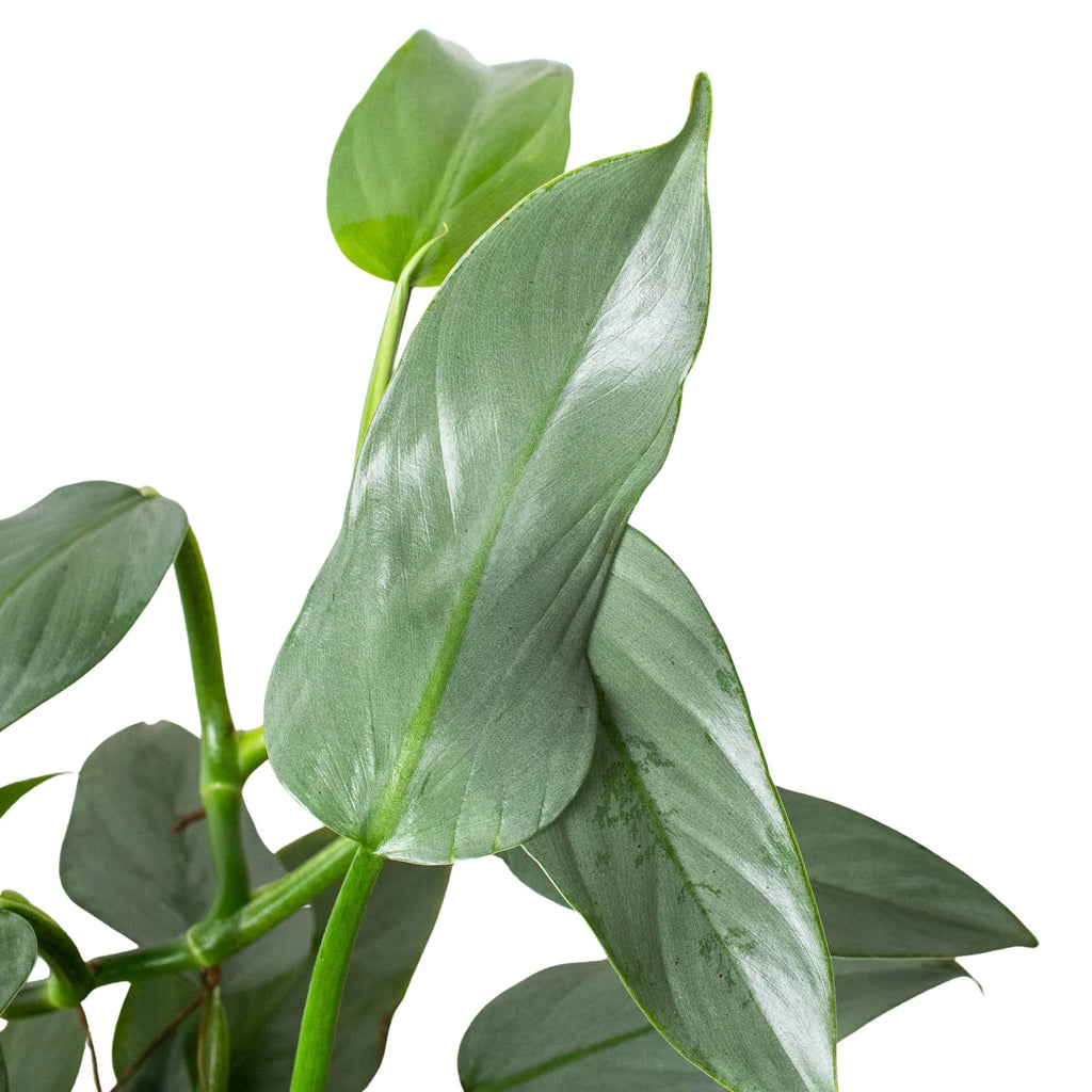 Silver Sword Philodendron