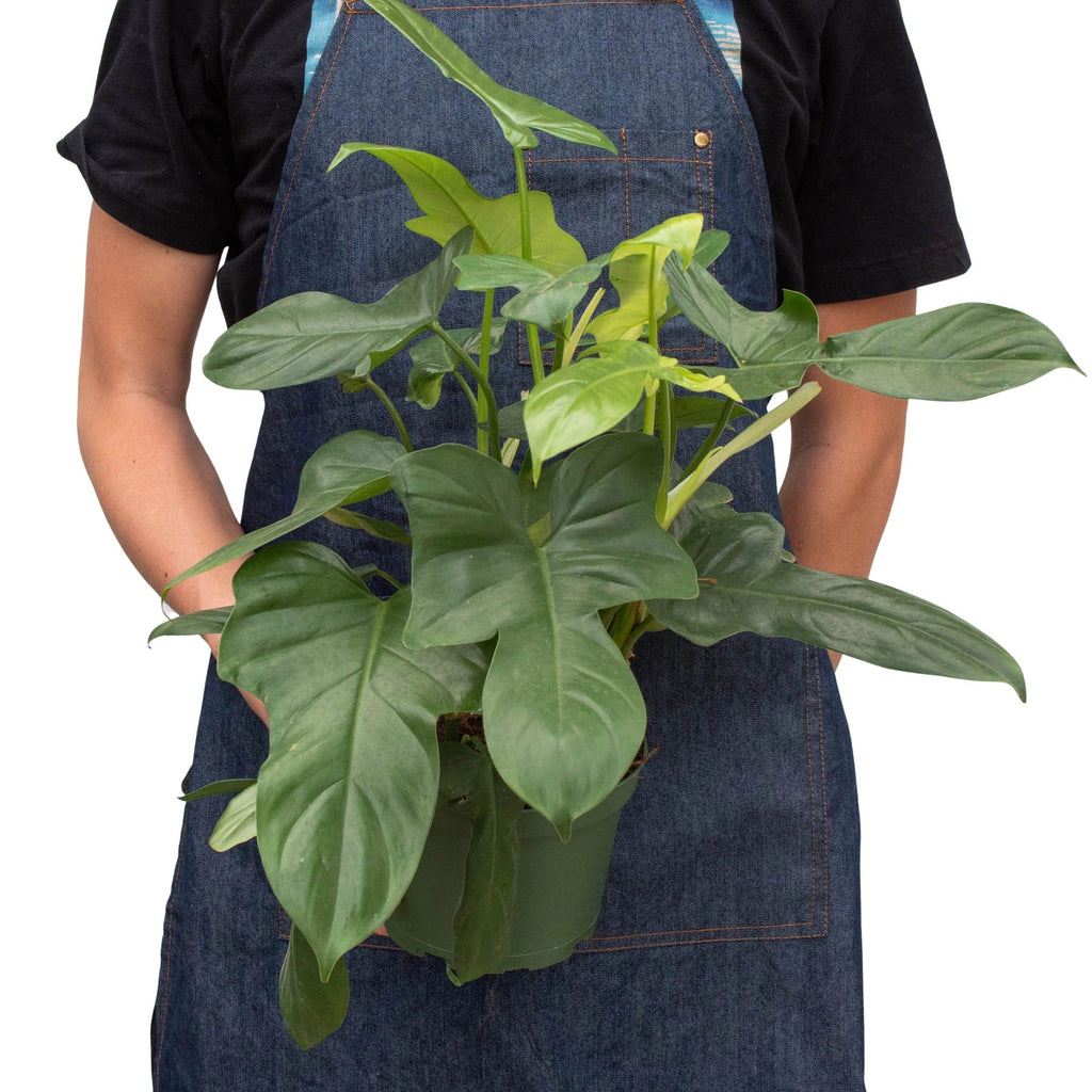 Silver Sword Philodendron