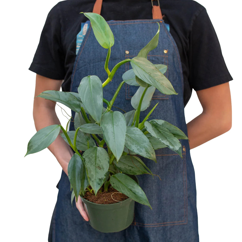 Silver Sword Philodendron