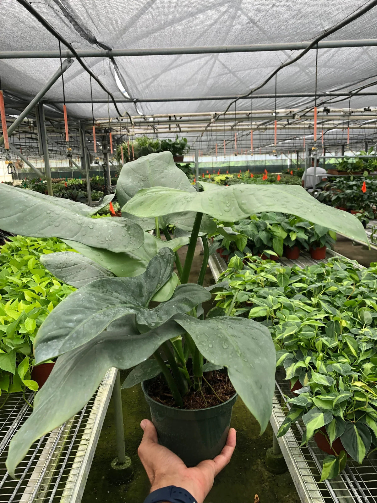 Silver Sword Philodendron