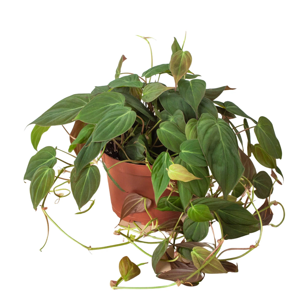 Philodendron Velvet