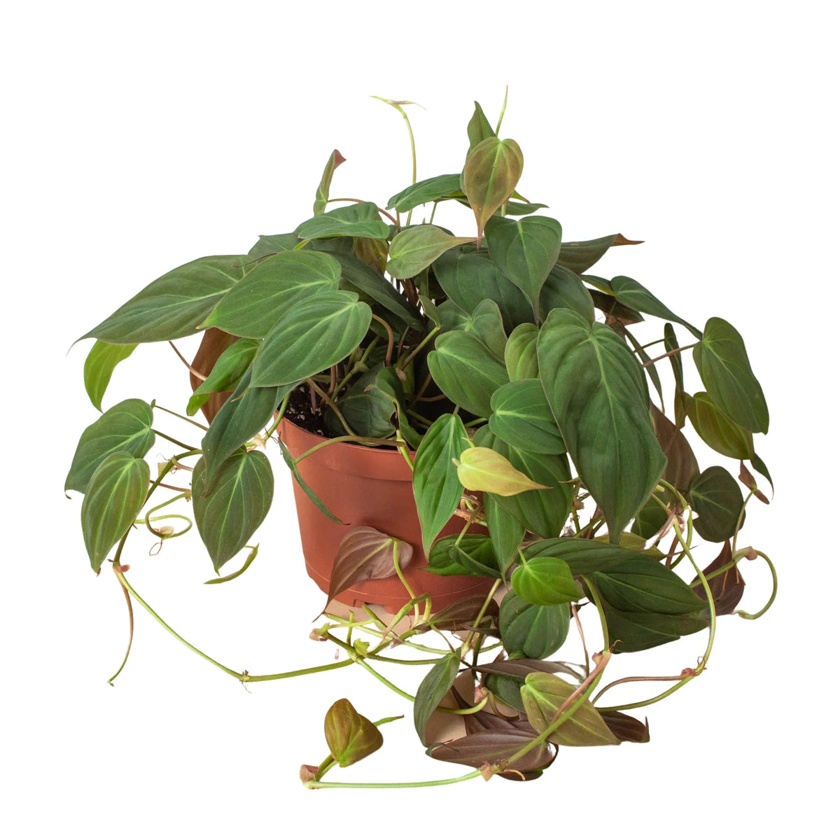 Philodendron Velvet