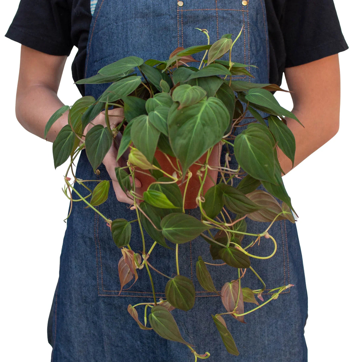 Philodendron Velvet