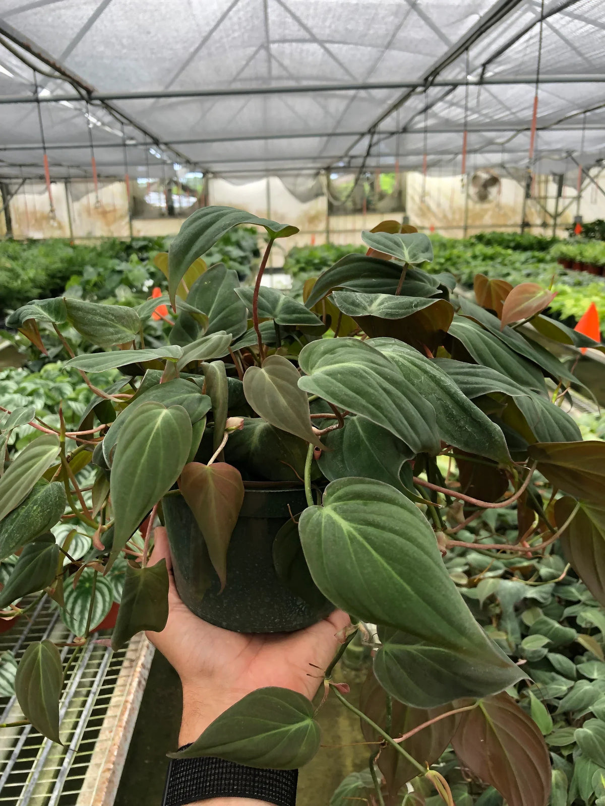 Philodendron Velvet