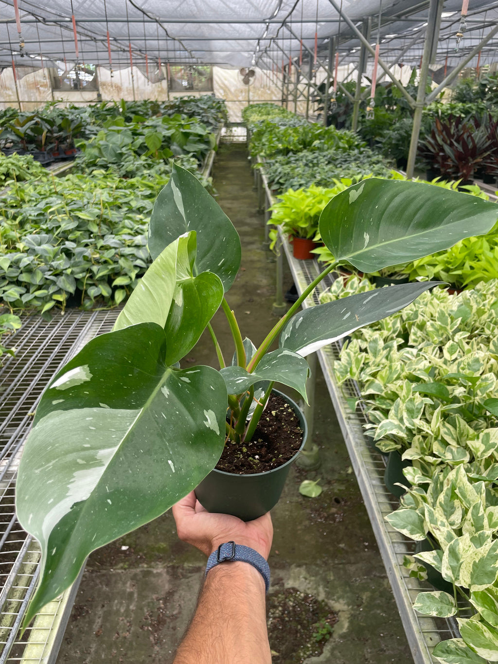 White Princess Philodendron
