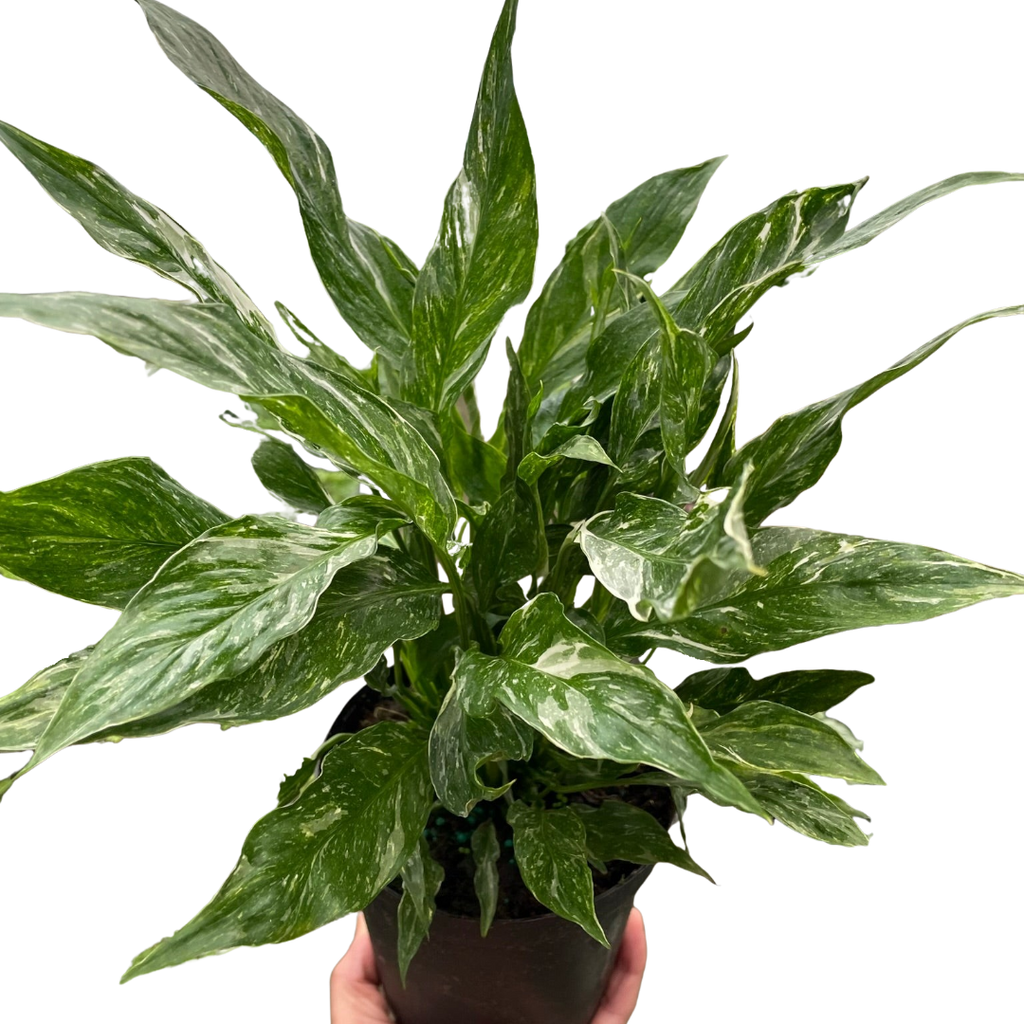 Domino Peace Lily