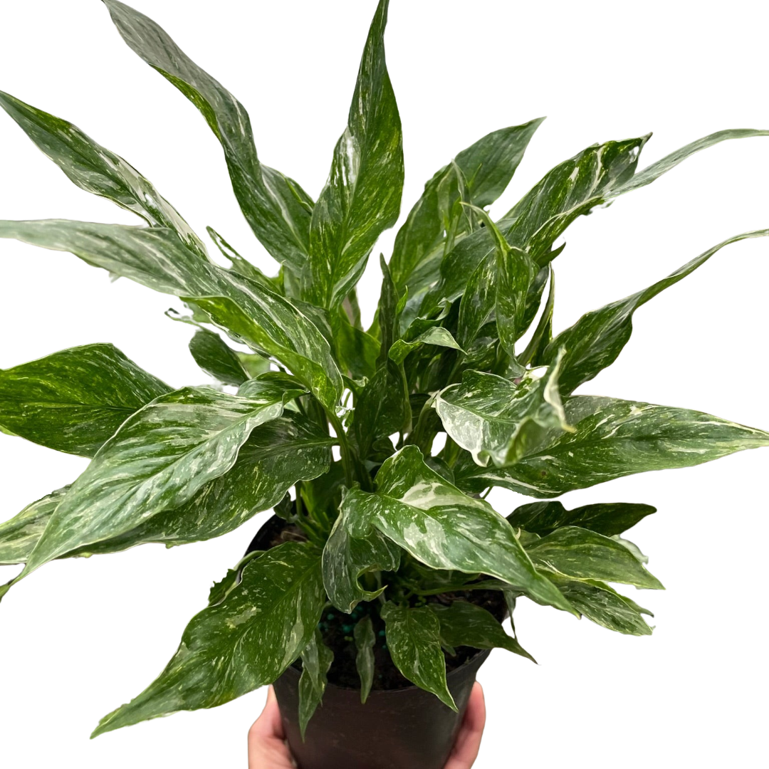 Domino Peace Lily