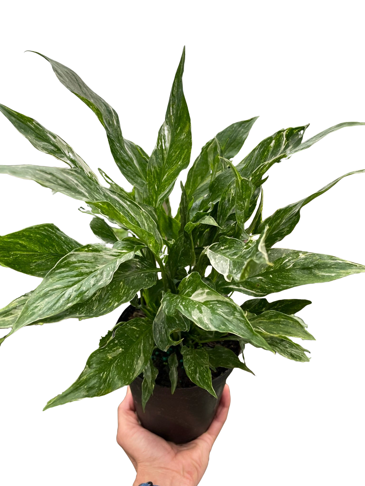 Domino Peace Lily