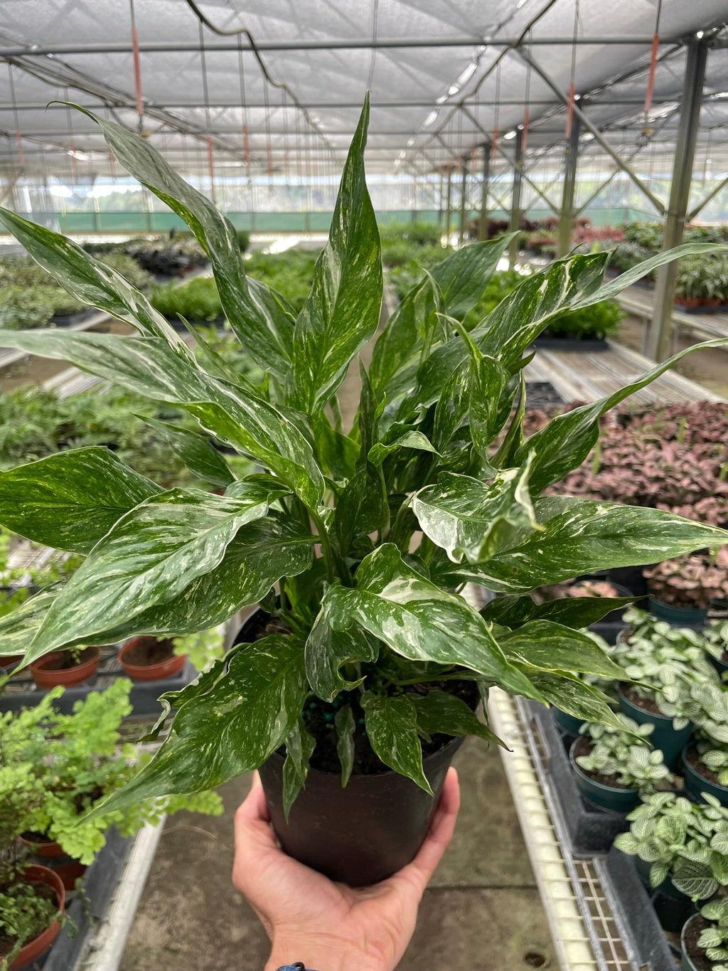 Domino Peace Lily