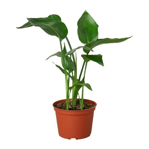 Bird of Paradise