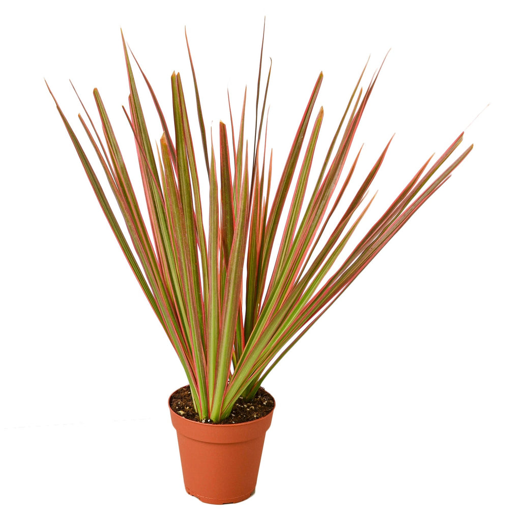 Colorama Dracaena