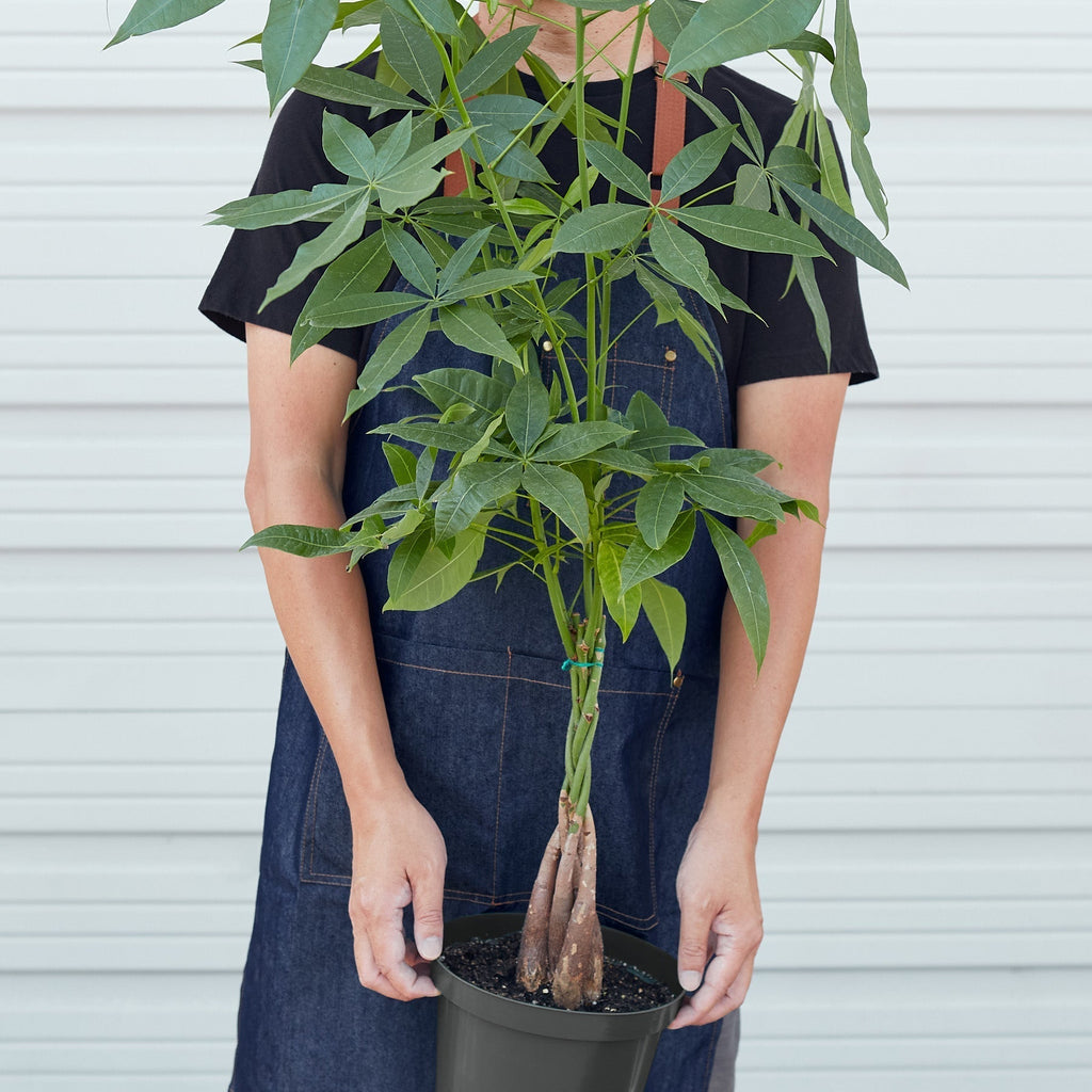 Money Tree Braid