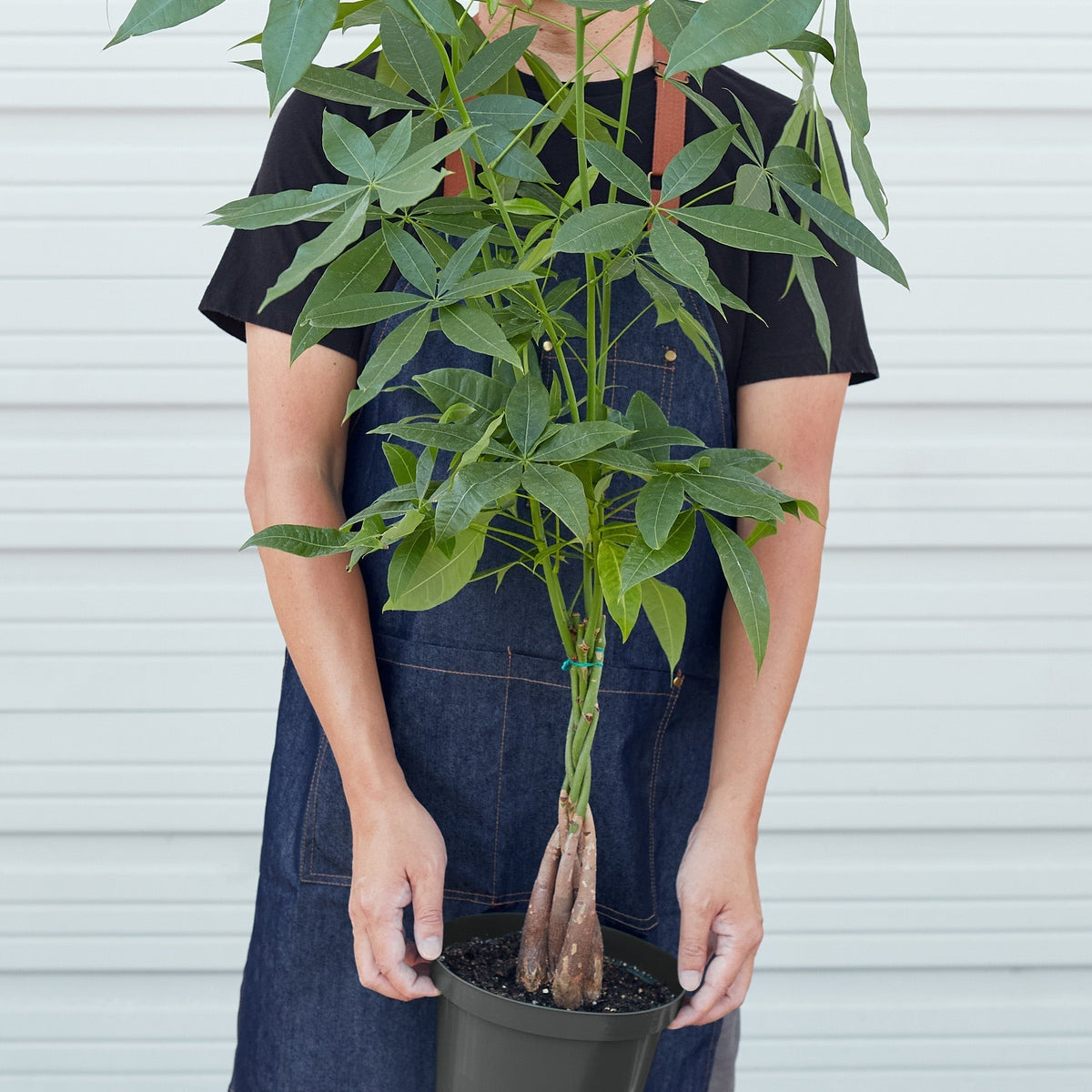 Money Tree Braid