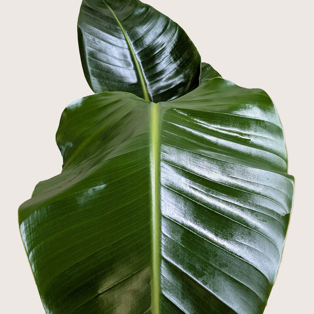 Bird of Paradise