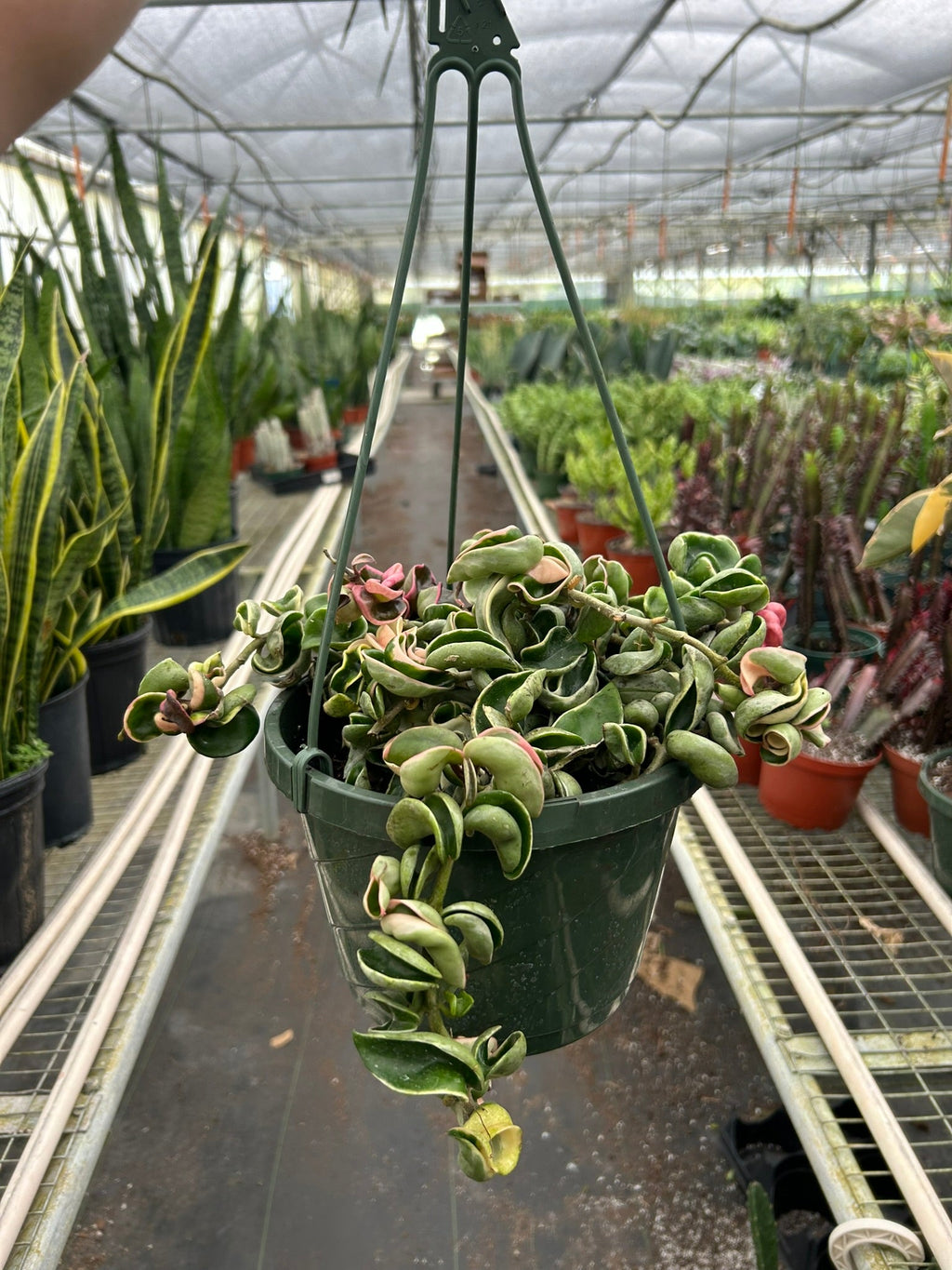 Variegated Hoya Rope Plant