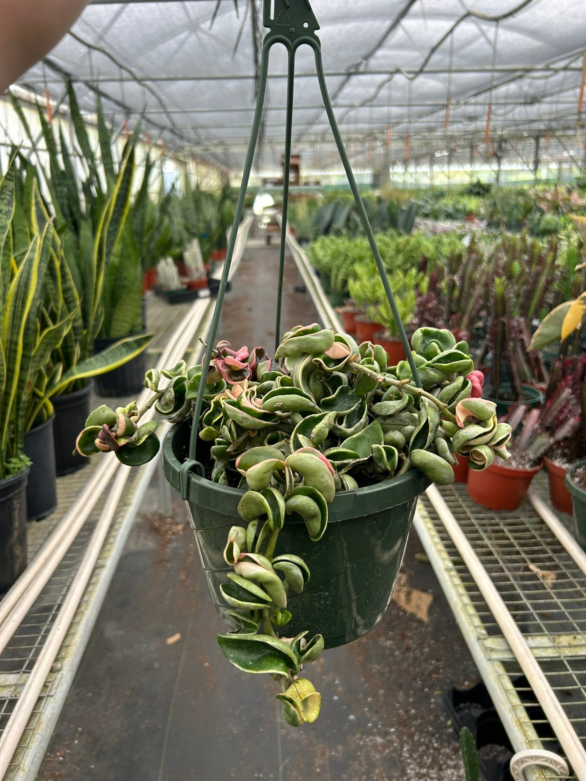 Variegated Hoya Rope Plant