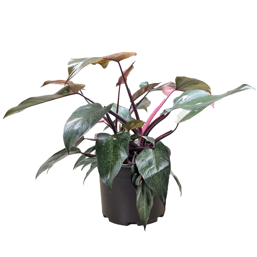 Pink Princess Philodendron