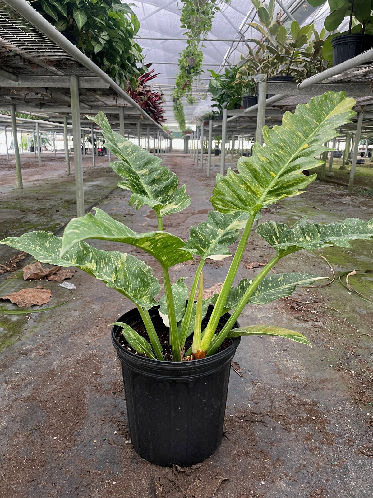 Ring of Fire Philodendron
