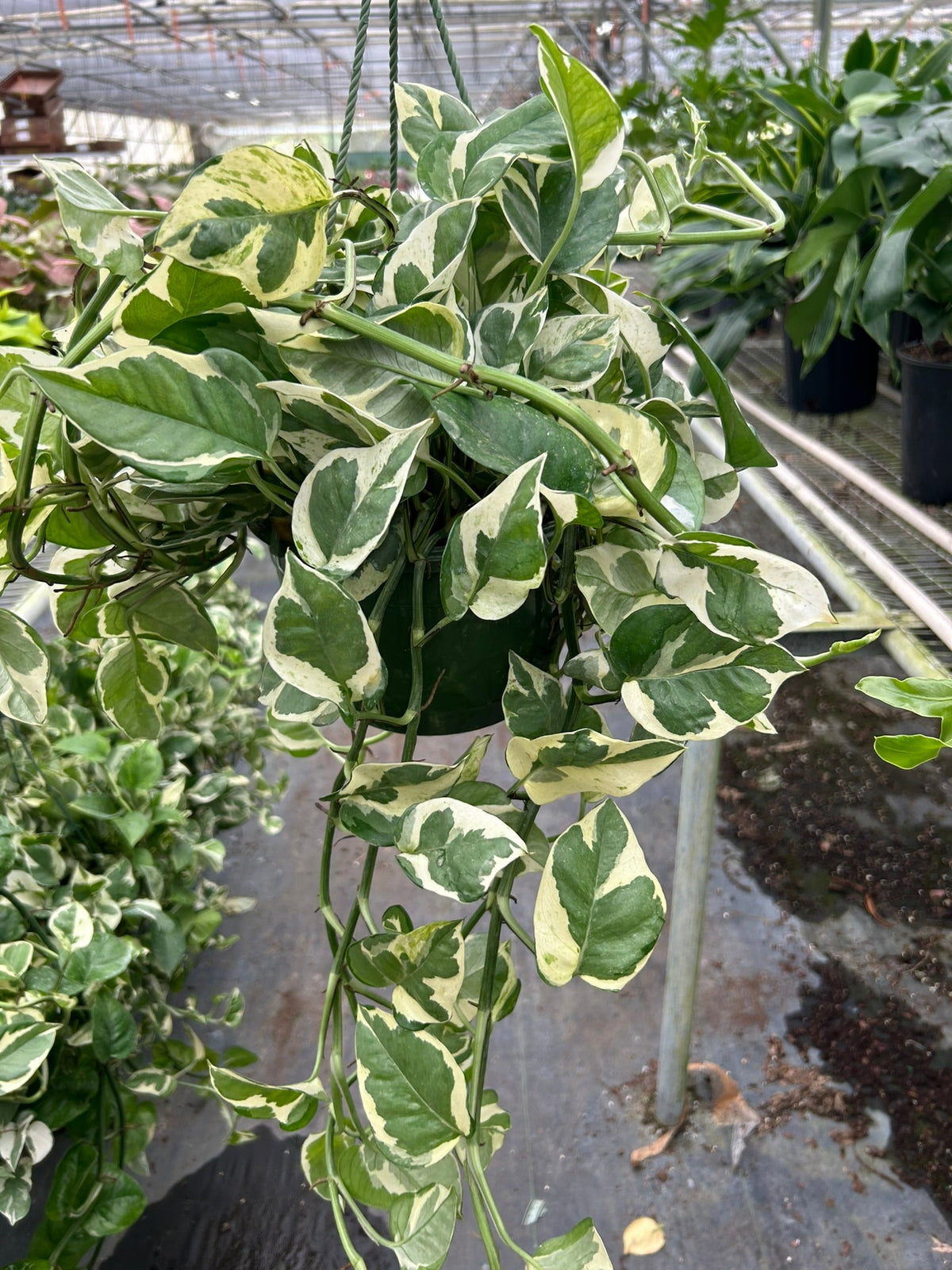 N'Joy Pothos