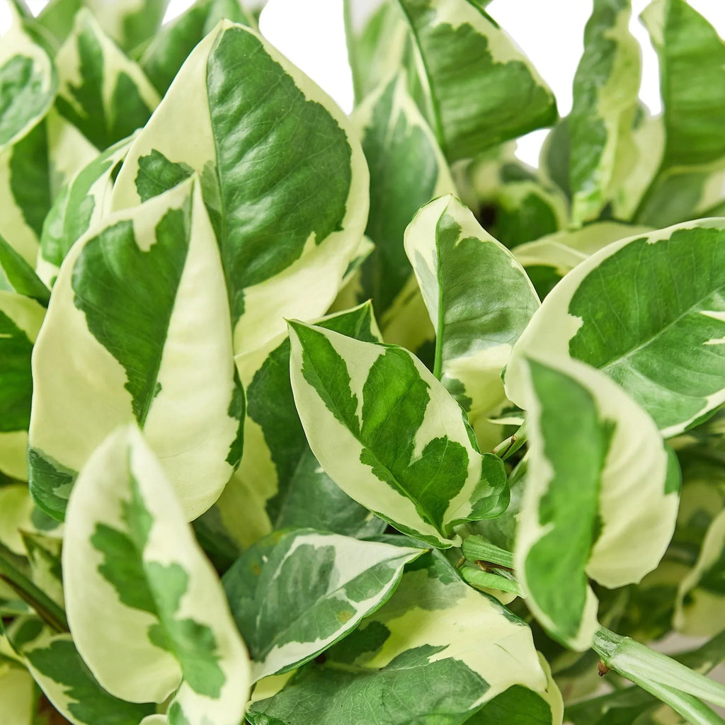 N'Joy Pothos