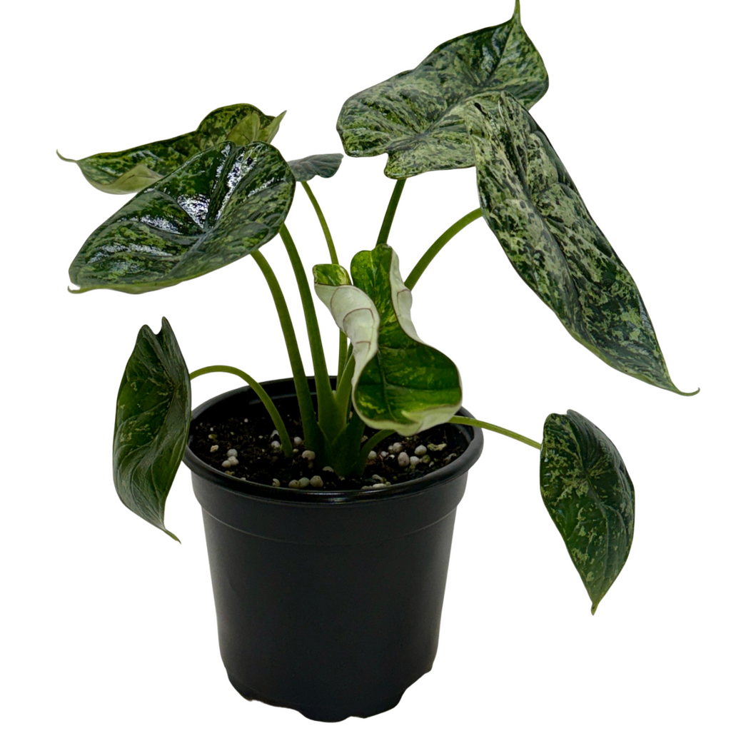 Alocasia Dragon Scale Mint