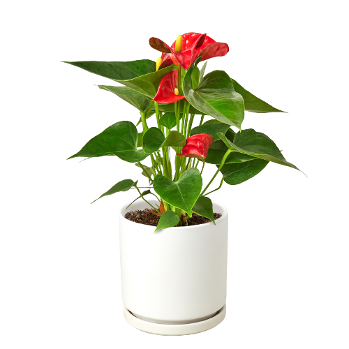 Red Anthurium