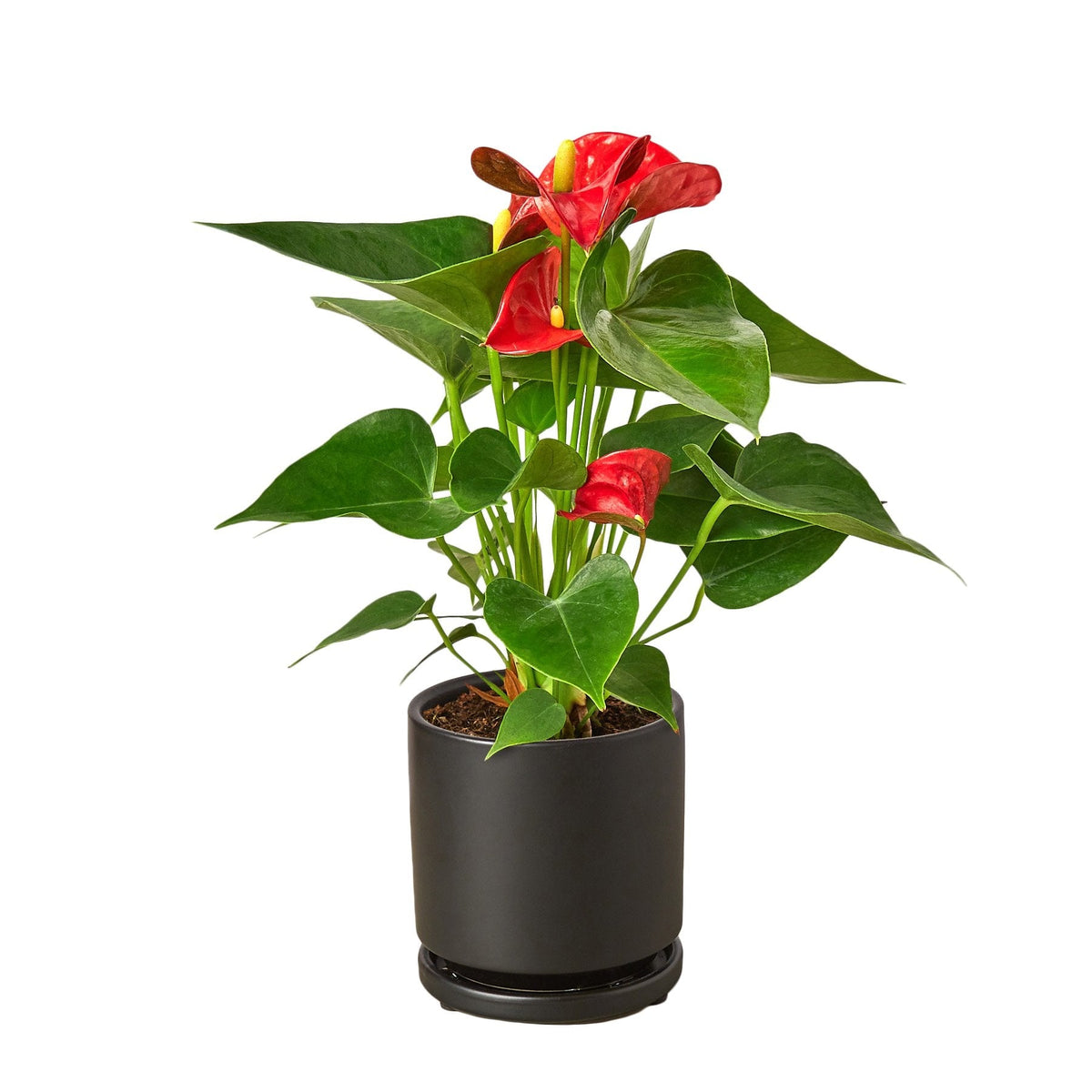 Red Anthurium