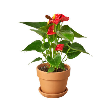Red Anthurium