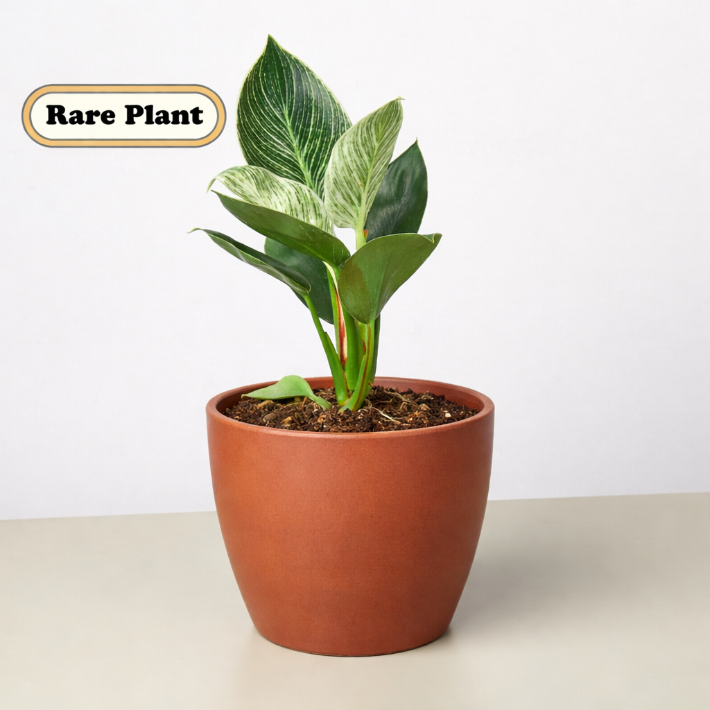 Philodendron Birkin