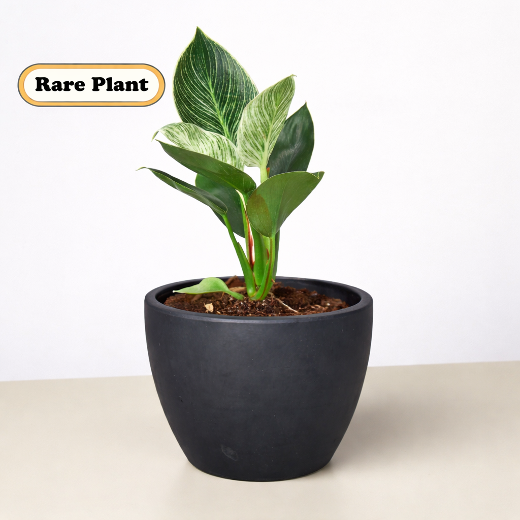 Philodendron Birkin