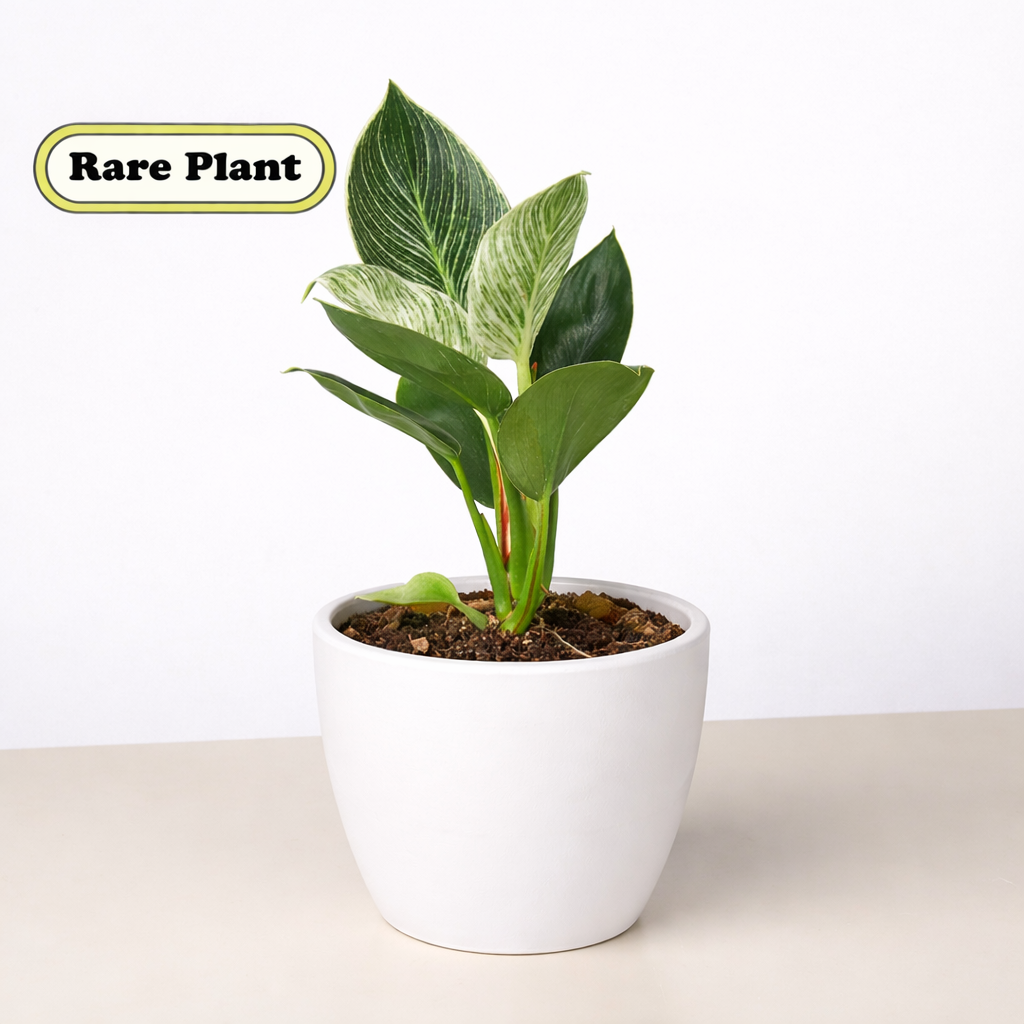 Philodendron Birkin