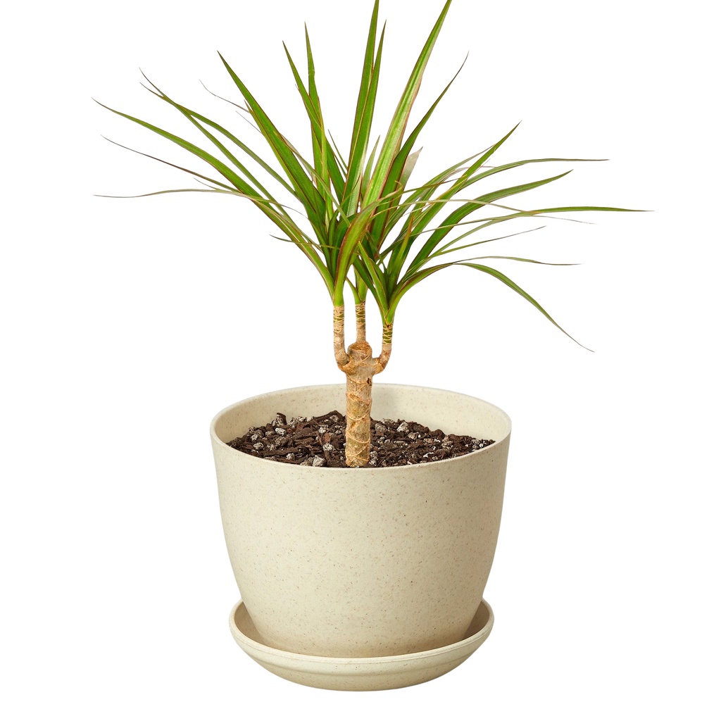 Marginata Dracaena