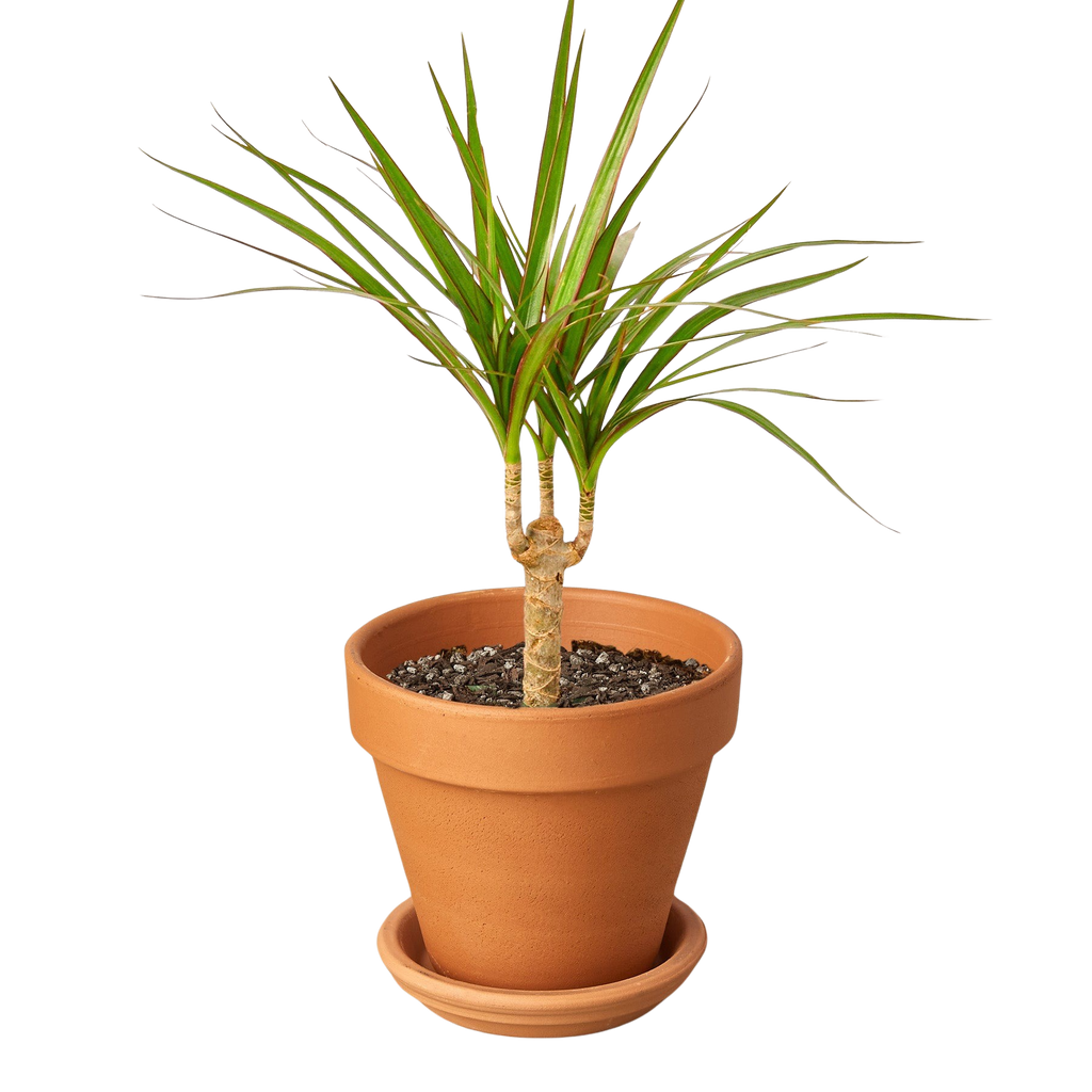 Marginata Dracaena