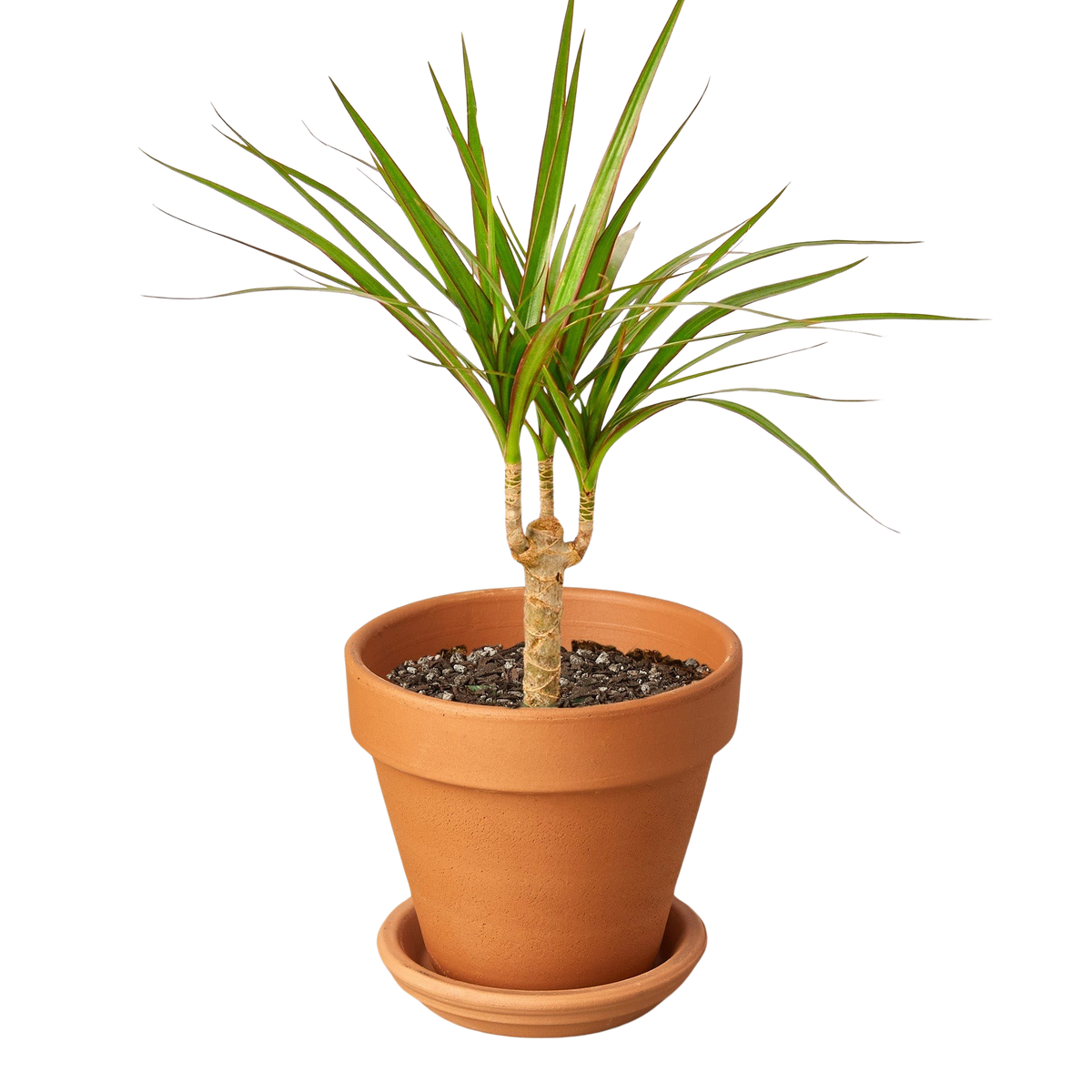 Marginata Dracaena