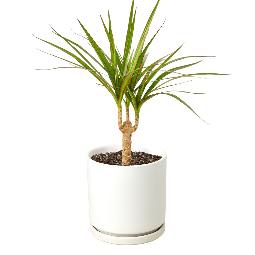 Marginata Dracaena